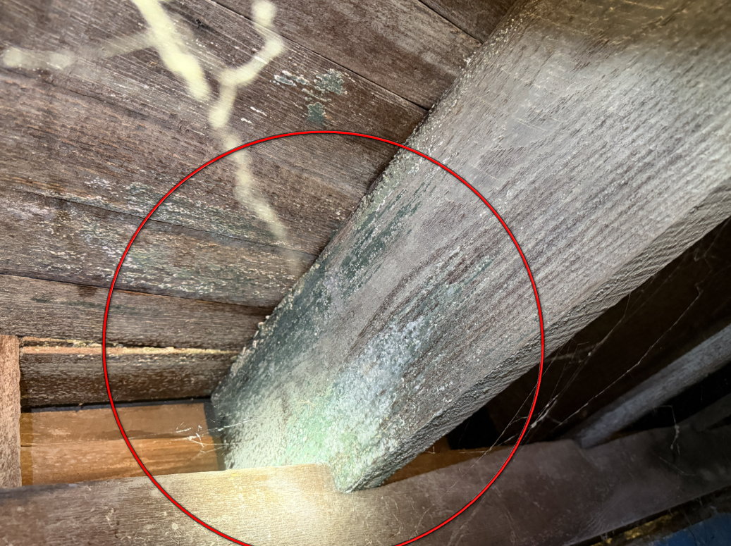 Wooden floor joist with fungal growth and moisture decay.